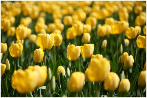 yellow tulip field