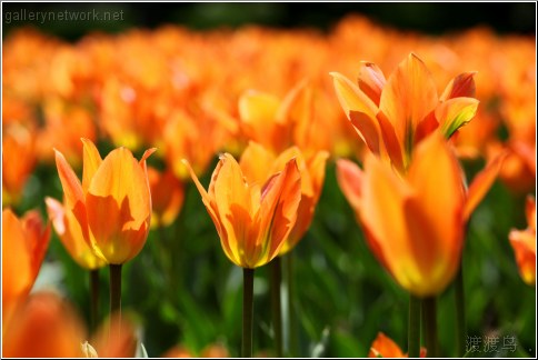 orange flowers