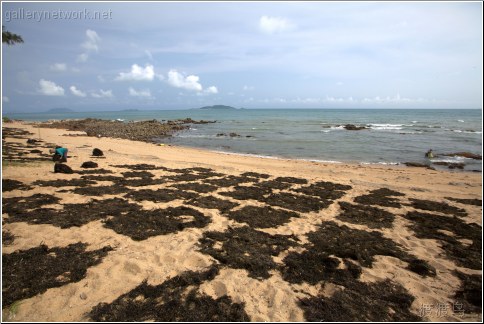 hainan dried seaweed