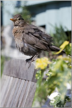 Blackbird-female