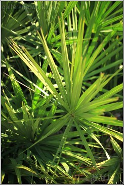 tropical foliage