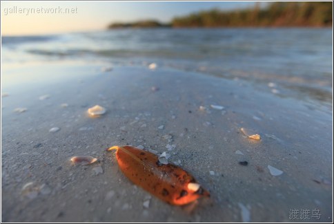 lonesome leaf