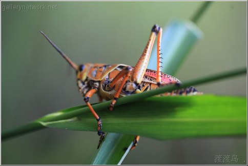 lubber grasshopper