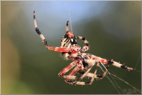red swamp spider