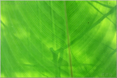 fine leaf veins