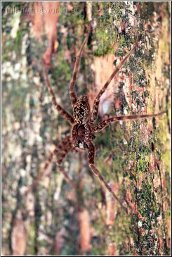 florida huge spider