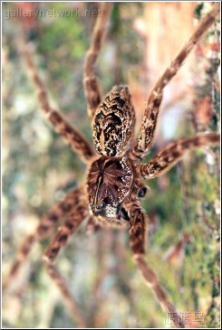 hairy brown spider