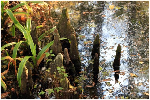 swampy marsh