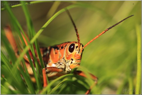 lubber grasshopper looking