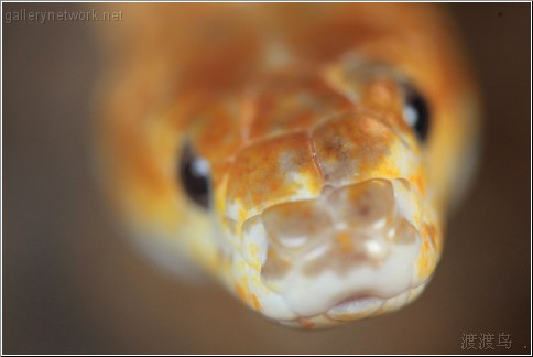 ratsnake head