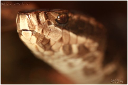 venomous cottonmouth