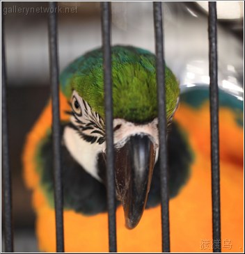 captive parrot