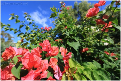 florida tropical flowers