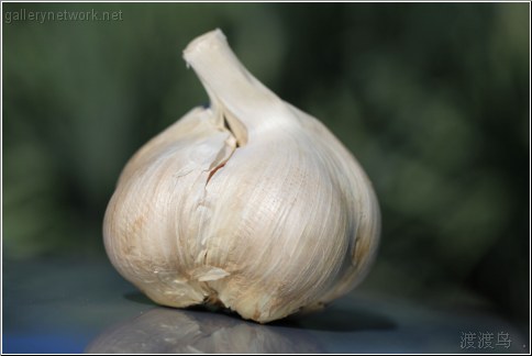 Allium ampeloprasum