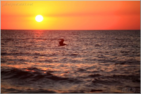 pelican sunset