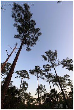 everglades pine tree