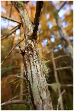 swamp tree