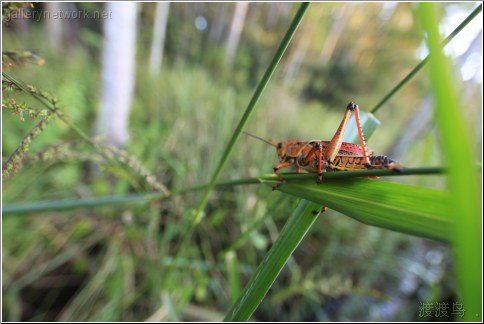 grasshoppers eye view