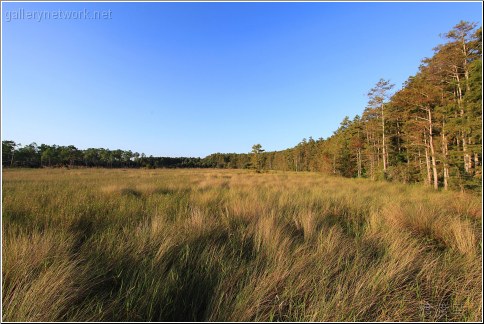 swamp field