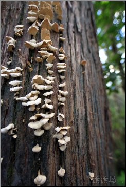 tree fungi