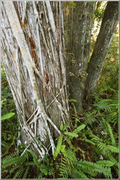 swampy root and ferns