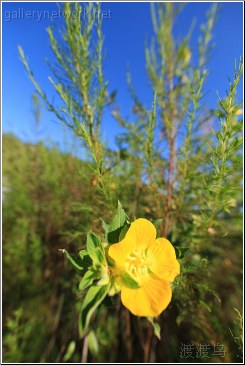 swamp flower