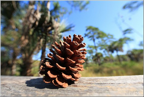 florida pinecone