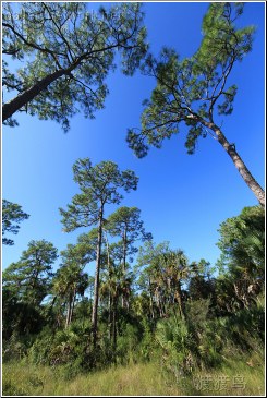 everglades pinetrees