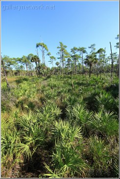 everglades wilderness