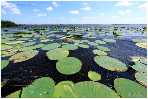 swamp lilys