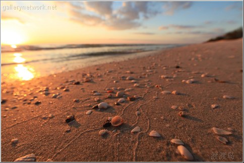 florida seashells sunset