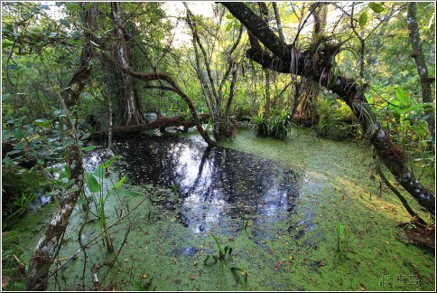 black swamp water