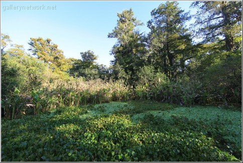 lettuce lake swamp