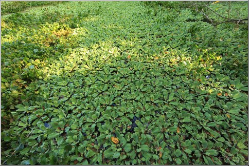 lettuce lake swamp