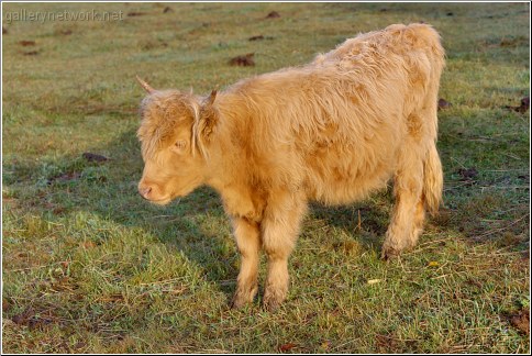hairy calf