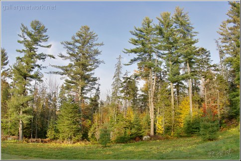 new hampshire forest