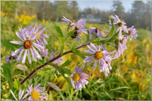 chipmunk lodge morning dew