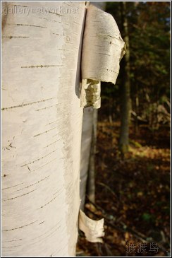 birch bark