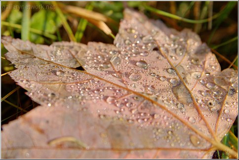 morning dew