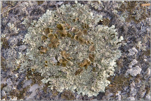 rock lichen