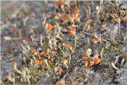 lichen forest