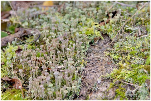 lichen mini forest