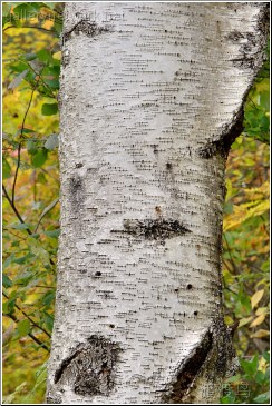 white birch bark