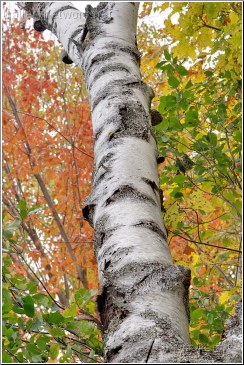 new hampshire birch tree