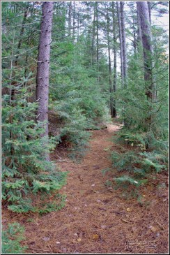 new hampshire forest trail