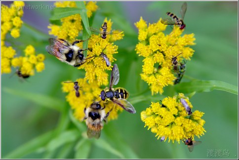 pollen collectors