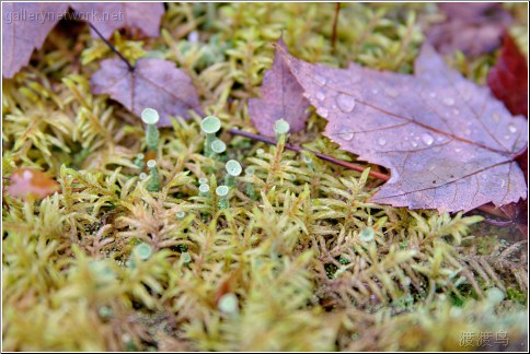 lichen moss dew