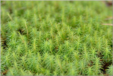 mini moss forest