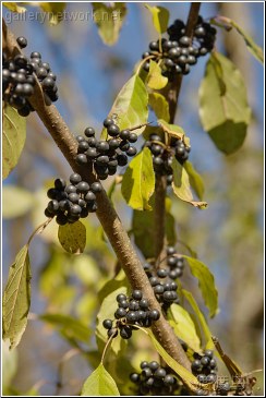 tree black berries