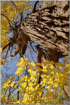 yellow leaves autumn